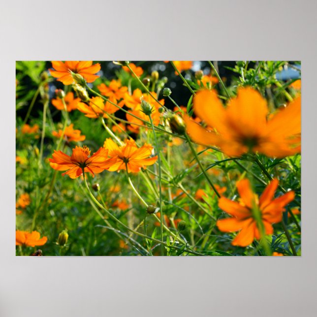 Poster Flores de Cosmos Laranja (Frente)