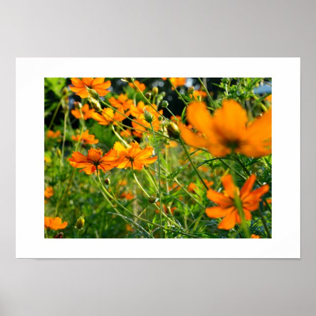 Poster Flores de Cosmos Laranja: Japão (Frente)