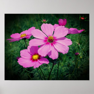 Poster Flores de Cosmos Rosa