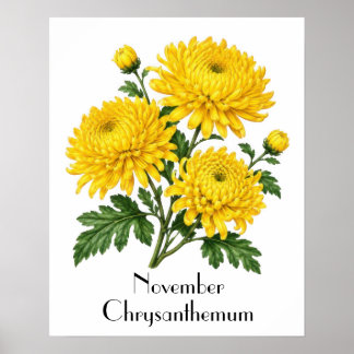 Poster Flores de Crisântemo de Novembro
