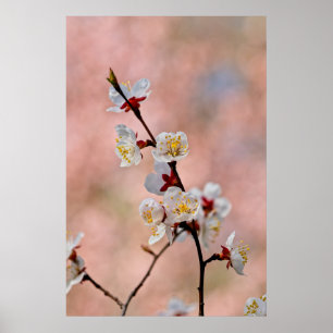 Poster Flores de damascos japoneses deliciosas