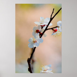 Poster Flores de damascos japoneses refinadas