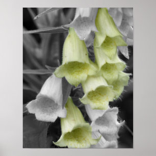 Poster Flores de Dedaleira Cor Parcial