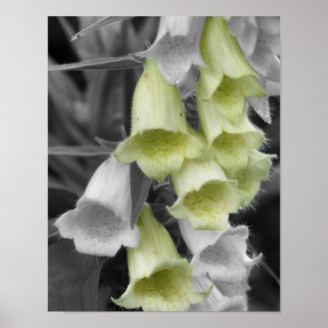 Poster Flores de Dedaleira Cor Parcial (Frente)