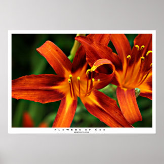 Pôster Flores de Deus