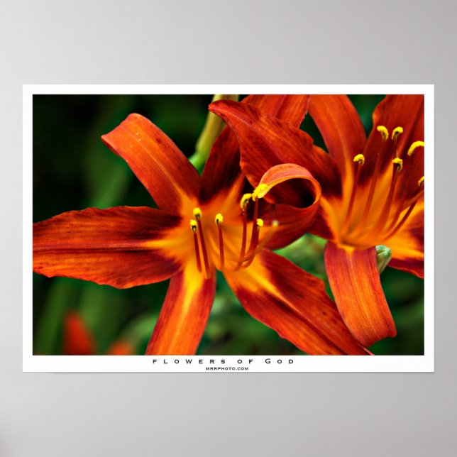 Pôster Flores de Deus (Frente)