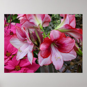 Poster Flores de Férias Vermelhas Amaryllis e Poinsettia