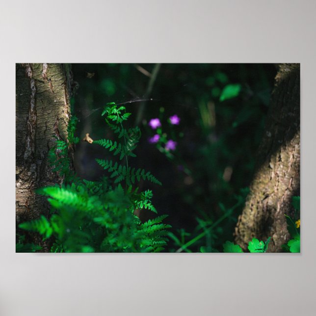Poster Flores de Florestas de Água Roxo Selvagens Fern (Frente)