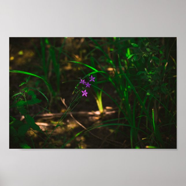 Poster Flores de Florestas de Água Roxo Selvagens Fern (Frente)
