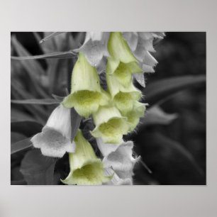 Poster Flores de Foxglove Cor Parcial