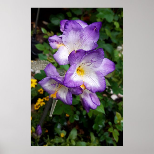 Poster Flores de Freesia Roxa (Frente)