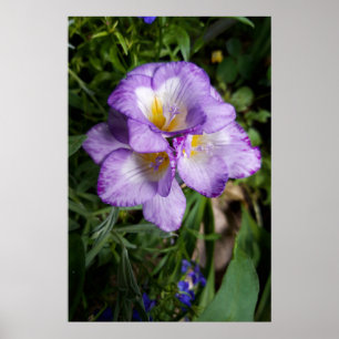 Poster Flores de Freesia Roxa