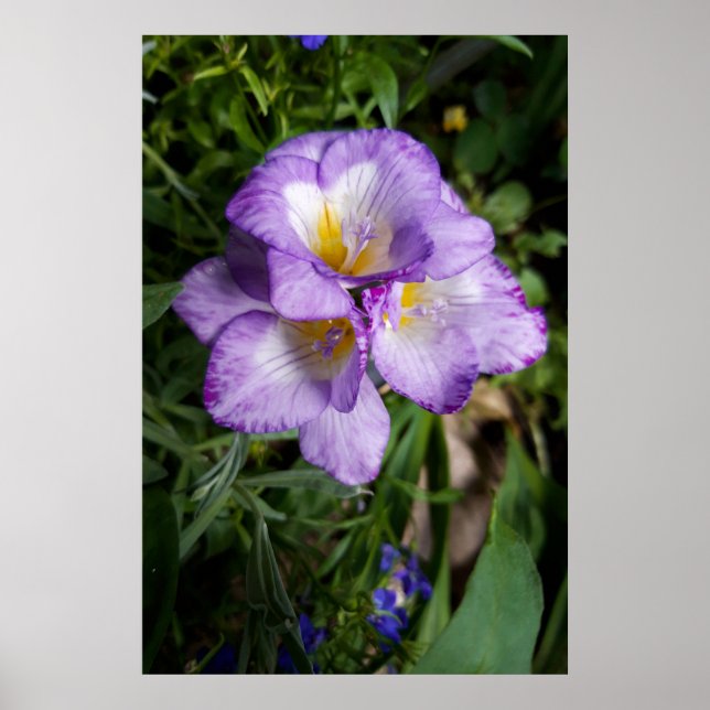 Poster Flores de Freesia Roxa (Frente)