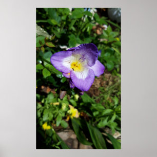 Poster Flores de Freesia Roxo