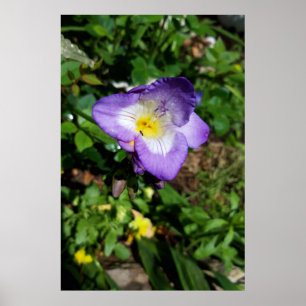 Poster Flores de Freesia Roxo