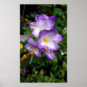 Poster Flores de Freesia Roxo