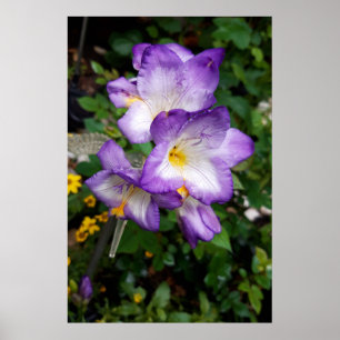 Poster Flores de Freesia Roxo