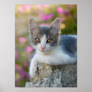 Poster Flores de Gatinhos de Gatinho Bicolor - Foto de Pe