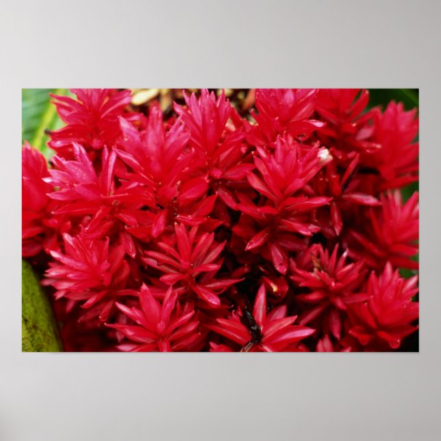 Poster Flores de gengibre, flores de Porto Rico (Frente)
