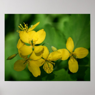 Poster Flores de Gerânio Amarelo-bonito