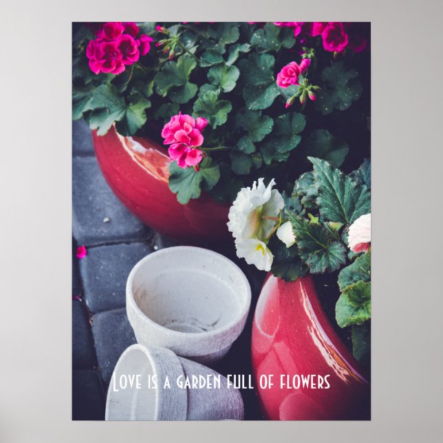 Poster Flores de gerânio de jardim rosa e branco (Frente)