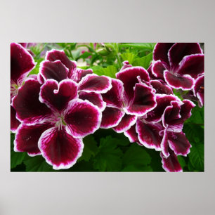 Poster Flores de Gerânio Reais Floral Marrom Elegante