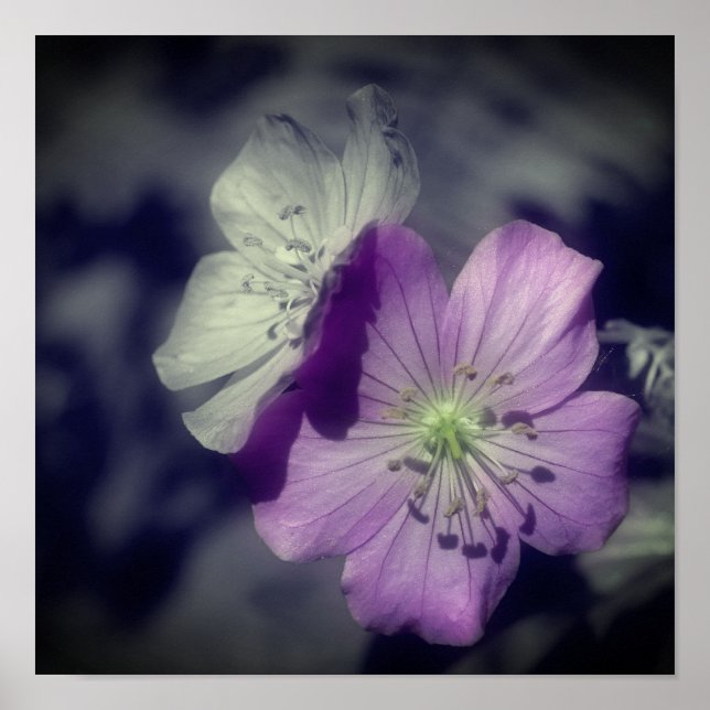 Poster Flores de Gerânio Roxo Cor Parcial (Frente)