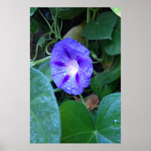 Poster Flores de Glória da Manhã, Ipomoea com Gotículas d