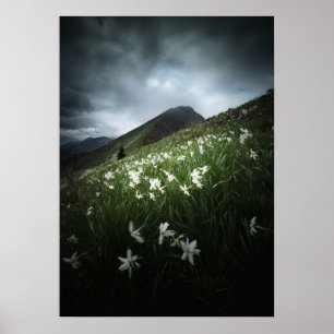 Poster Flores de Golica e Narciso