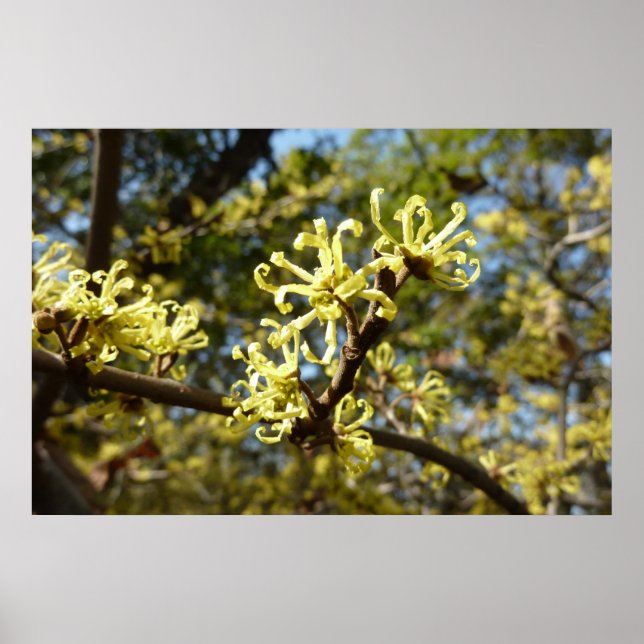 Poster Flores de Hamamélis (Frente)