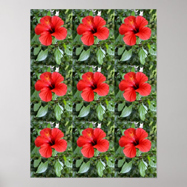 Poster Flores de hibisco (Frente)