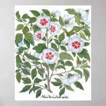 Flores de Hibisco Antigas por Basilius Besler