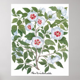 Poster Flores de Hibisco Antigas por Basilius Besler