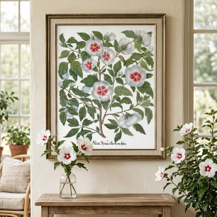 Poster Flores de Hibisco Antigas por Basilius Besler