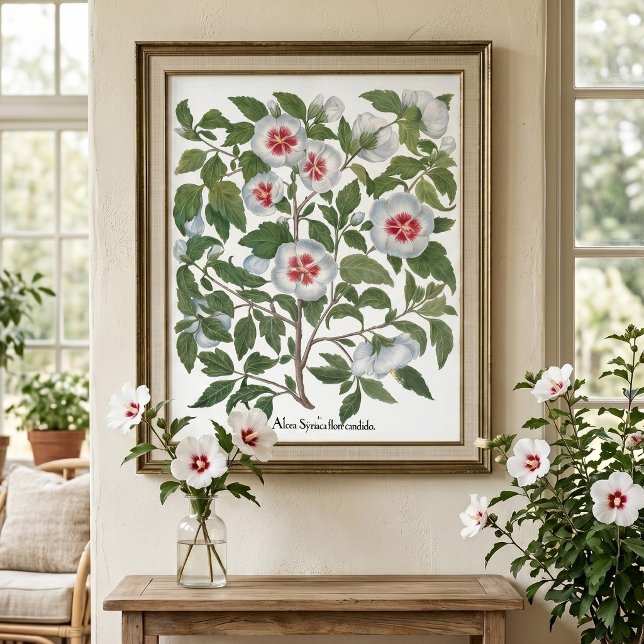Poster Flores de Hibisco Antigas por Basilius Besler (Vintage illustration featuring hibiscus flowers from 'Hortus Eystettensis' by Basilius Besler, 1613)