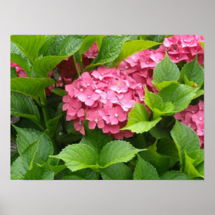 Pôster Flores de Hortênsia Rosa Intenso