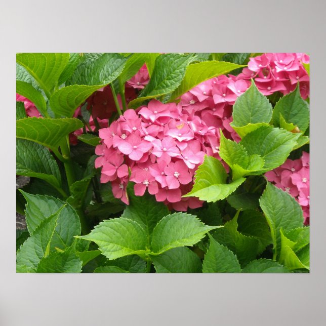 Pôster Flores de Hortênsia Rosa Intenso (Frente)