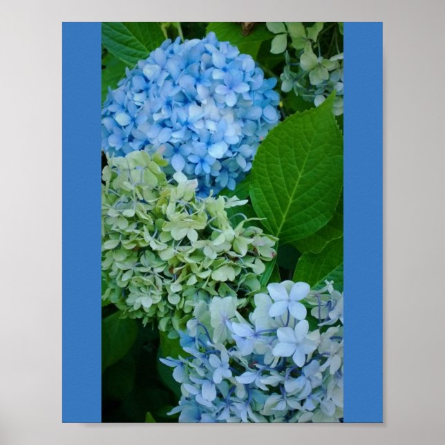 Poster Flores de Hydrangea (Frente)