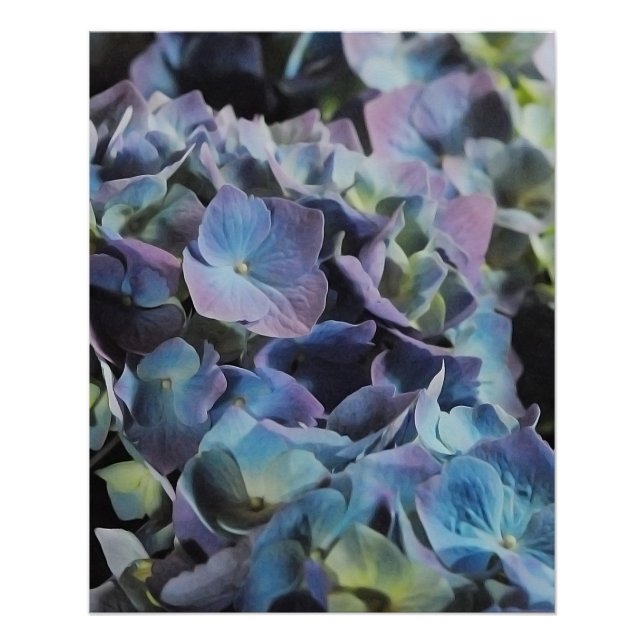 Pôster Flores de Hydrangea Azul e Púrpura (Frente)