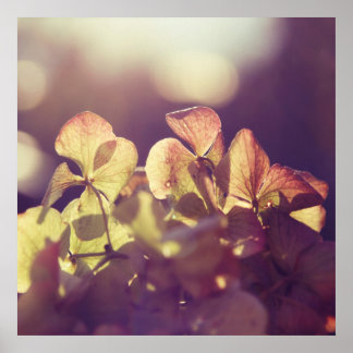 Poster Flores de Hydrangea em Boca Roxa à Luz do Sol
