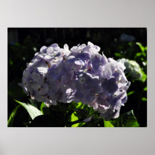 Poster Flores de Hydrangeas Roxas