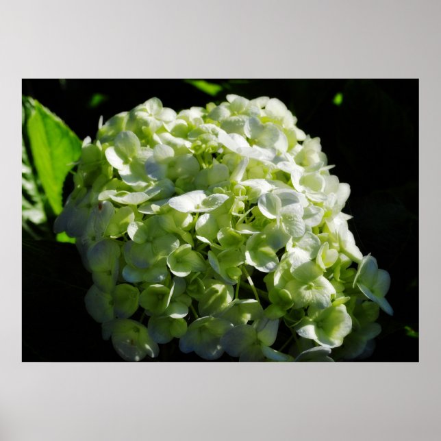 Pôster Flores de Hydrangeas Verdes (Frente)