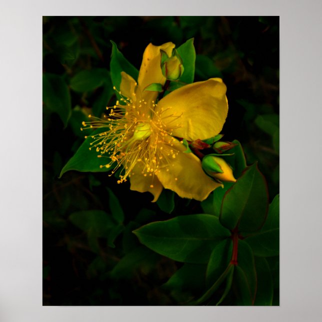 Poster Flores de Hypernium da Mente (Frente)