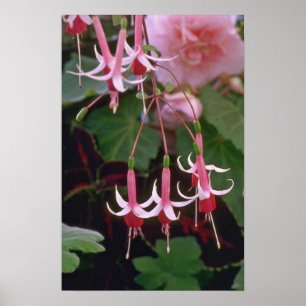 Pôster Flores de inclinação