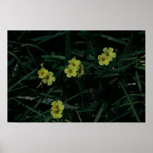 Poster Flores de Indígenas Amarelo Verde da África do Sul