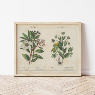 Poster Flores de inverno   Charlotte Mary Yonge