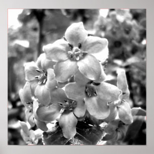 Poster Flores de Ireland