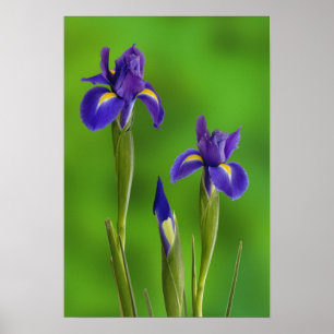Pôster Flores de Íris