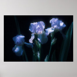 Poster Flores de Íris ao Crepúsculo