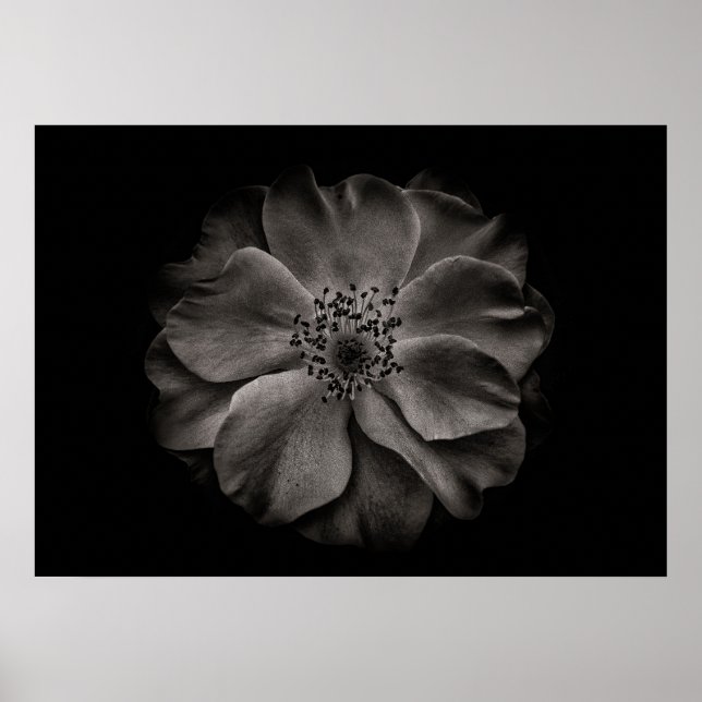 Poster Flores de Jardim em Preto e Branco Nº 84 (Frente)